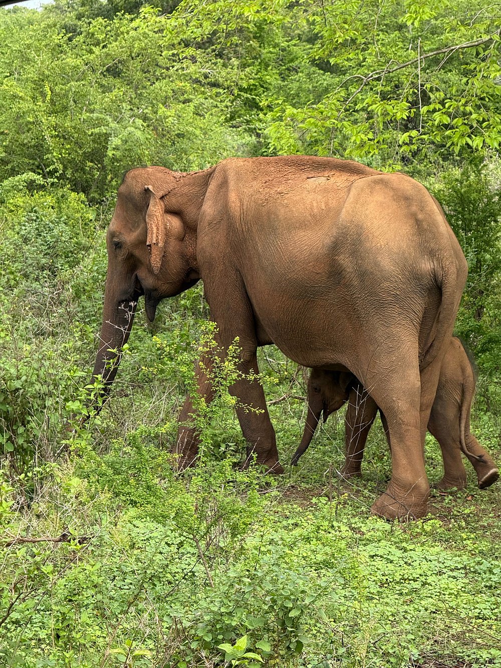 Wildlife spotting at Udawalawe